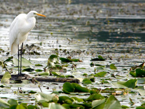 LAGO DI MANTOVA - VOLATILI