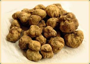 museo del tartufo