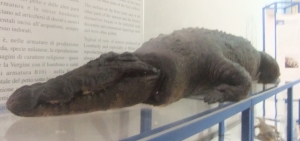 museo diocesano coccodrillo